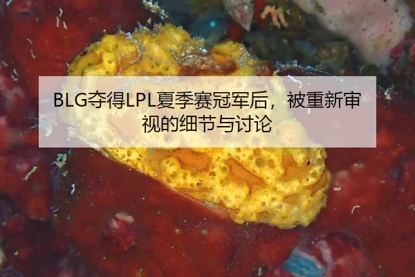 BLG夺得LPL夏季赛冠军后，被重新审视的细节与讨论